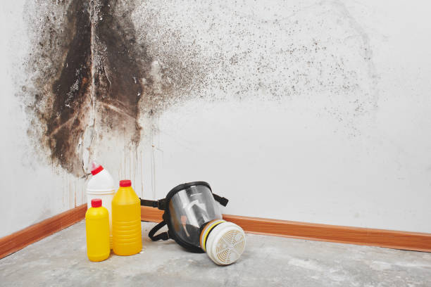 Best Fast Mold Removal  in Girard, KS