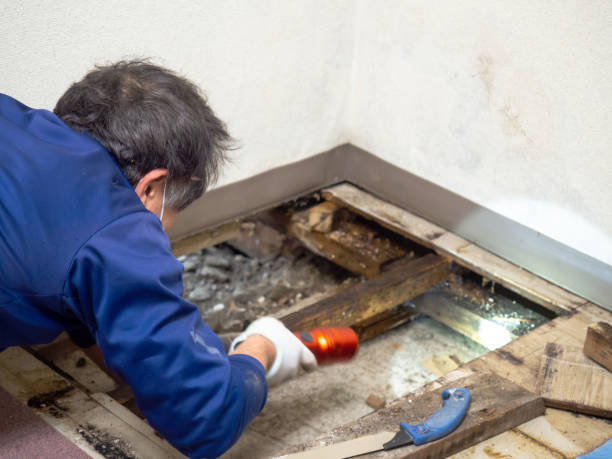 Best Local Mold Removal Service  in Girard, KS