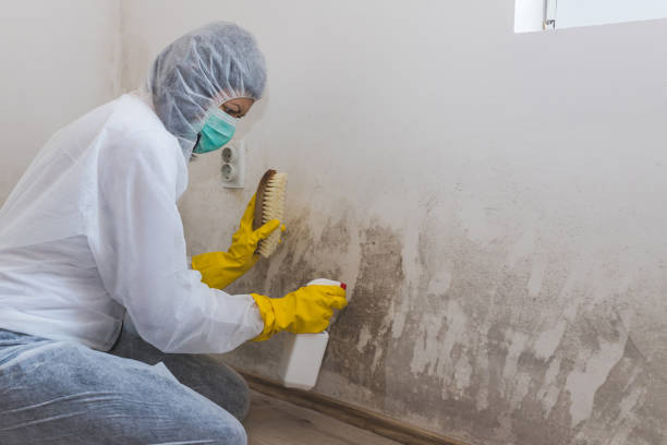 Best Attic Mold Removal  in Girard, KS