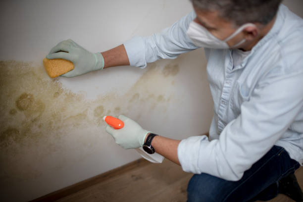 Best Professional Mold Removal  in Girard, KS