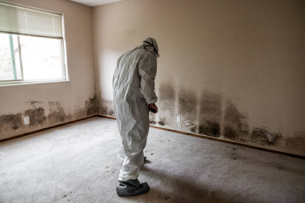 Professional Mold Removal in Girard, KS