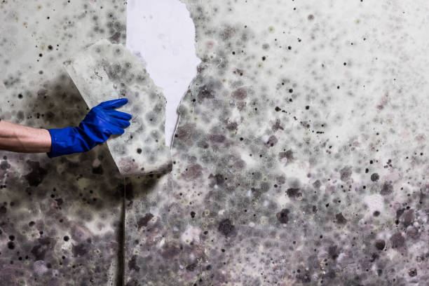 Certified Mold Removal in Girard, KS