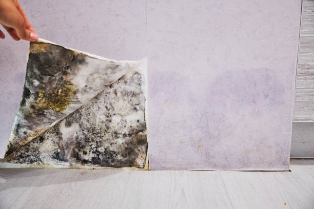 Best Mold Cleaning Services  in Girard, KS